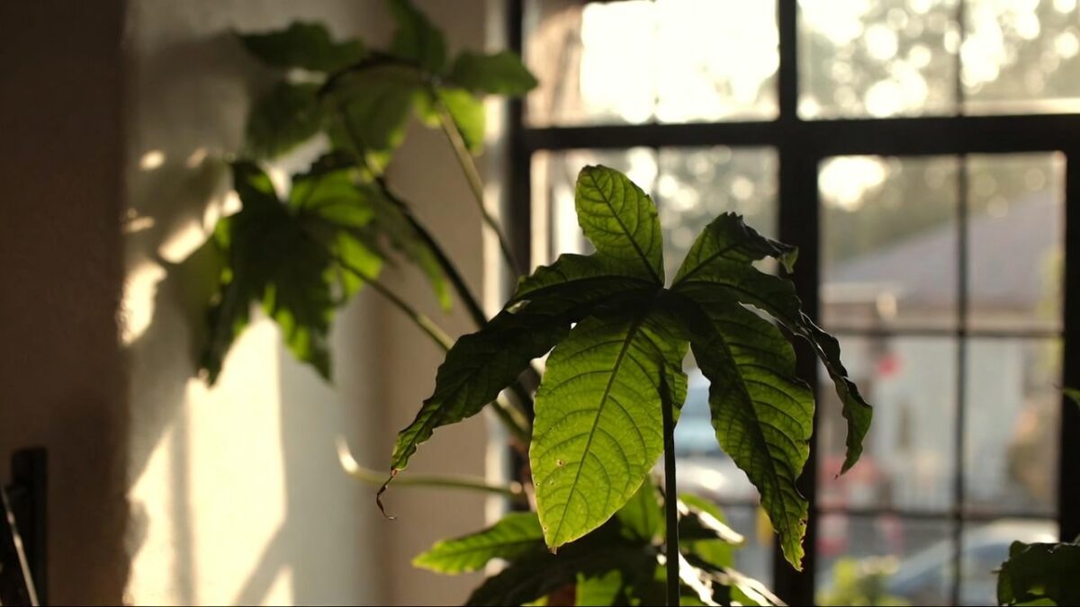 indoor plant inside home by the window image